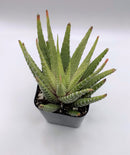 #89 Variegated Haworthia Zebra