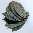 Soursop Leaf - Guanabana - Graviola - 14 grams