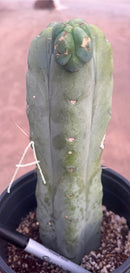 #EC14 Exact Trichocereus Bridgesii "Jiimz Twin Spine" Potted Cactus A-E