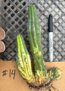 #EC260 EXACT Trichocereus Pachanoi Variegated & Crested Cactus BareRoot