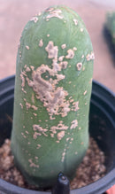 #EC21 EXACT Trichocereus Bridgesii Monstrose TBM Long Form penis Cactus 7.5”