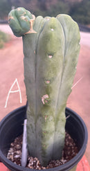 #EC14 Exact Trichocereus Bridgesii "Jiimz Twin Spine" Potted Cactus A-E