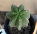 #EC216 Exact Trichocereus Hybrid Scop Ripple X Scop Kesey Cactus 14”