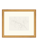 Lemon Branch Drawing