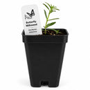 Front Yard Friendly Live Plant Landscape Kit | Prairie Legacy Inc.