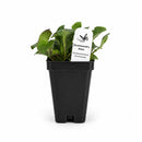 Chic & Shady Live Plant Landscape Kit | Prairie Legacy Inc.