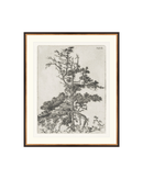 Pine Etchings 2