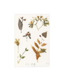 E.D Botanical Study