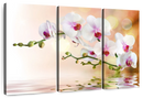 Orchid Flowers On Water Wall Art