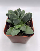 #9 Crassula Morgan's Beauty