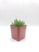 #96 Haworthia