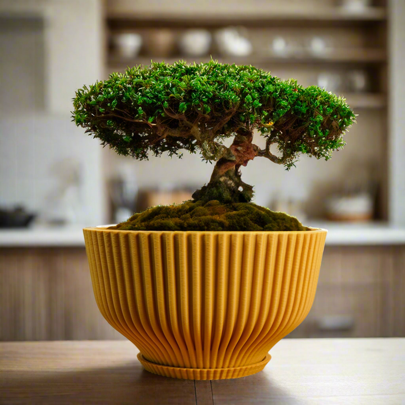 bonsai drainage Bonsai Pot with Drainage & Tray