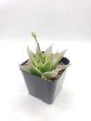 #98 Haworthia