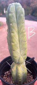 #EC14 Exact Trichocereus Bridgesii "Jiimz Twin Spine" Potted Cactus A-E