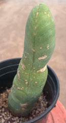 #EC24 EXACT Trichocereus Bridgesii TBM  Penis monstrose Long Form Cactus 10”