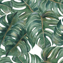 Monstera on White Wallpaper