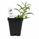 Bird Sanctuary Live Plant Landscape Kit | Prairie Legacy Inc.