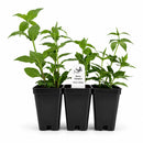 Chic & Shady Live Plant Landscape Kit | Prairie Legacy Inc.