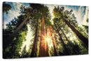 Redwood Trees Sunset Wall Art
