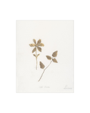 Wild Flowers I