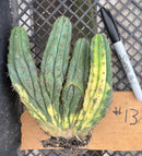 #EC260 EXACT Trichocereus Pachanoi Variegated & Crested Cactus BareRoot