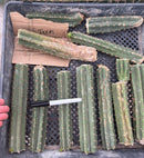 #EC305 Trichocereus Pachanoi Texas Torch Cactus Mid Cutting 8-10”