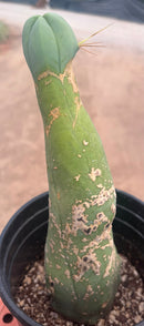 #EC41 EXACT Trichocereus Bridgesii Monstrose Penis Cactus Long Form 10.5”