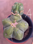 #EC14 Exact Trichocereus Bridgesii "Jiimz Twin Spine" Potted Cactus A-E
