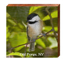 Old Forge, NY Kathy Miller's Chickadee | Wall Art Print on Real Wood