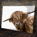 Curious Highland Cow Canvas Wall Art