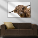 Curious Highland Cow Canvas Wall Art