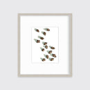 Acorns - Open Edition Paper Print