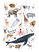 Animal Alphabet - Open Edition Canvas Print