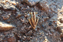 Arrowhead Gold Lapel Pin