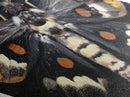 Mounted moth with striped body and orange spots Canvas Art Print in Diamond Shaped Art style for gothic naturalist Halloween decor