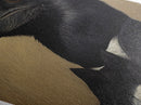 Classic Raven Dressed in Formal Attire Diamond Shaped Art Canvas Embossed Print Halloween Decor Victorian Dark Academia Style