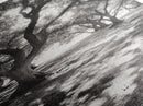 Tree Shadows, Woodland Light, Forest Stroll, Peaceful Canopy, Dappled Light Canvas Print, Cozy Living Room Wall Art, Autumn Decor