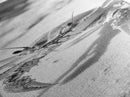 Sand Crab, Coastal Vibes, Beach Creature, Desert Aesthetic, Monochrome Wall Art, Canvas Print, Boho Bathroom Decor, Ocean Life Artwork