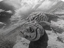 Desert Lizard Close-Up, Reptile Wildlife Photography, Dramatic Sky Scene, Canvas Print, Living Room Wall Art, Nature Decor