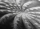 Cactus Spiral, Desert Bloom, Nature Closeup, Modern Decor, Framed Canvas Print, Minimalist Botanical Art, Office Wall Art, Succulent Texture
