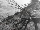 Barren Tree Landscape, Post Fire Terrain, Dystopian Forest Scene, Survival Mood, Canvas Print, Office Wall Art, Dark Nature Decor