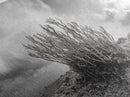 Desert Coral Plant, Dry Earth Botanical, Surreal Nature Texture, Minimal Wild Scene, Canvas Print, Office Wall Art, Earthy Decor