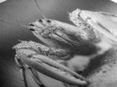 Hermit Crab, Close-Up, Ocean Creature, Monochrome Nature, Framed Canvas Print, Marine Wall Decor, Coastal Kitchen Wall Art, Entryway Accent