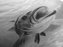Underwater Fish, Ocean Predator, Aquatic Wildlife, Canvas Print, Bathroom Wall Art, Coastal Nautical Decor, Marine Photography