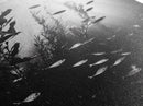 Kelp Forest Depth, Underwater Fish Scene, Ocean Life, Canvas Print, Marine Wall Art, Coastal Decor, Moody Nature Photography, Bathroom Art