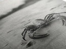 Desert Scorpion, Moody Wildlife, Sandy Ground, Focused Predator, Framed Canvas Print, edgy boho decor, masculine wall art, nature closeup