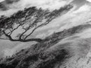 Windswept Tree, Coastal Landscape, Stormy Sky, Framed Canvas Print, Modern Rustic Wall Art, Nature Photography, Bedroom Wall Accent