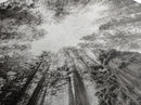 Redwood Canopy Sky, Majestic Forest Trees, Vertical Nature Scene, Framed Canvas Print, Wilderness Wall Art, Lodge or Den Decor