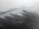 Misty Forest, Pine Trees, Foggy Morning, Canvas Print, Moody Nature Wall Art, Nordic Bedroom Decor, Monochrome Forest Landscape