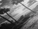 Palm Sunset, Desert Light, Silhouetted Trees, Framed Canvas Print, Tropical Boho Wall Art, Sunset Living Room Decor, Moody Nature Style